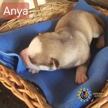 Anya