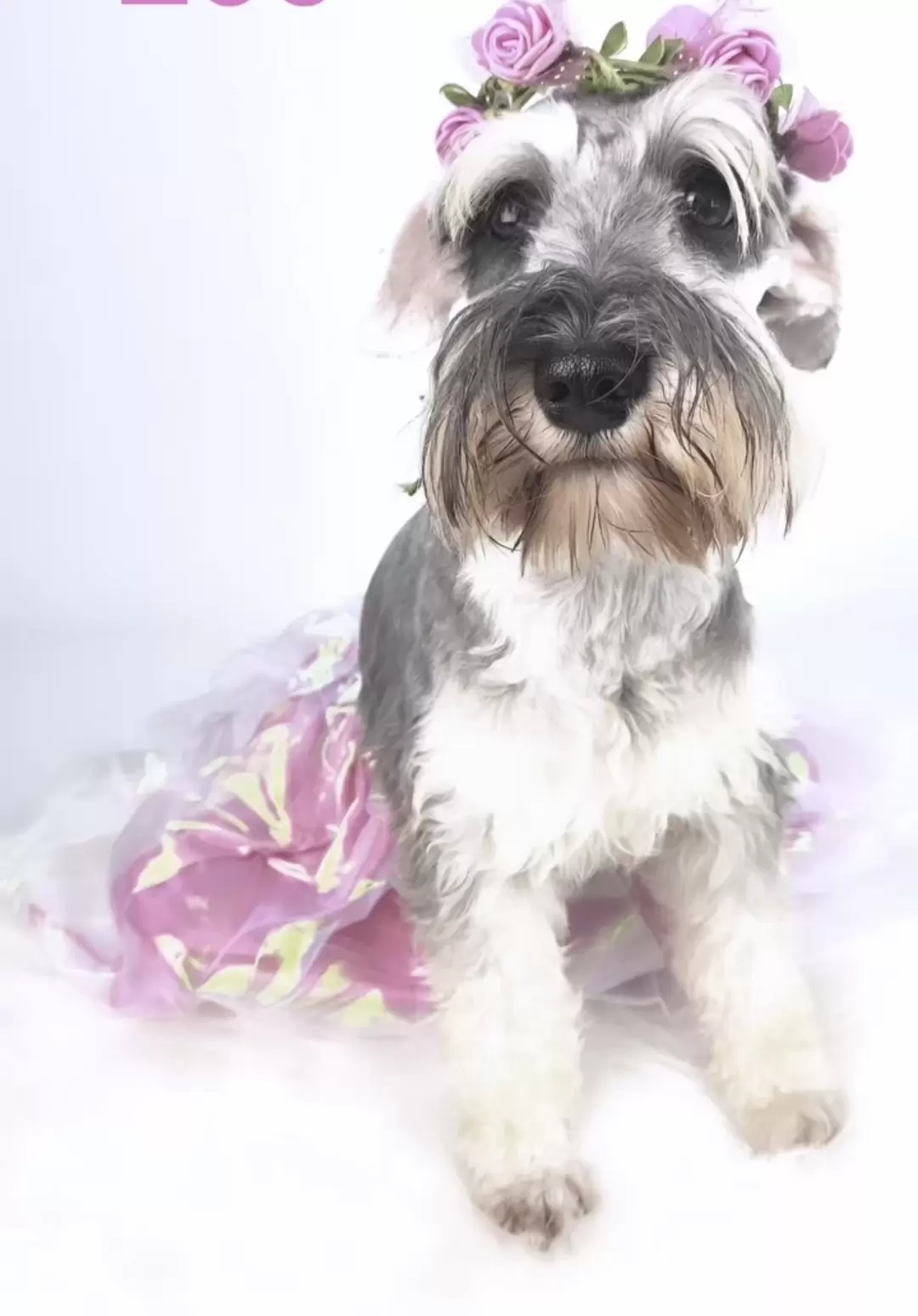 ZOE
