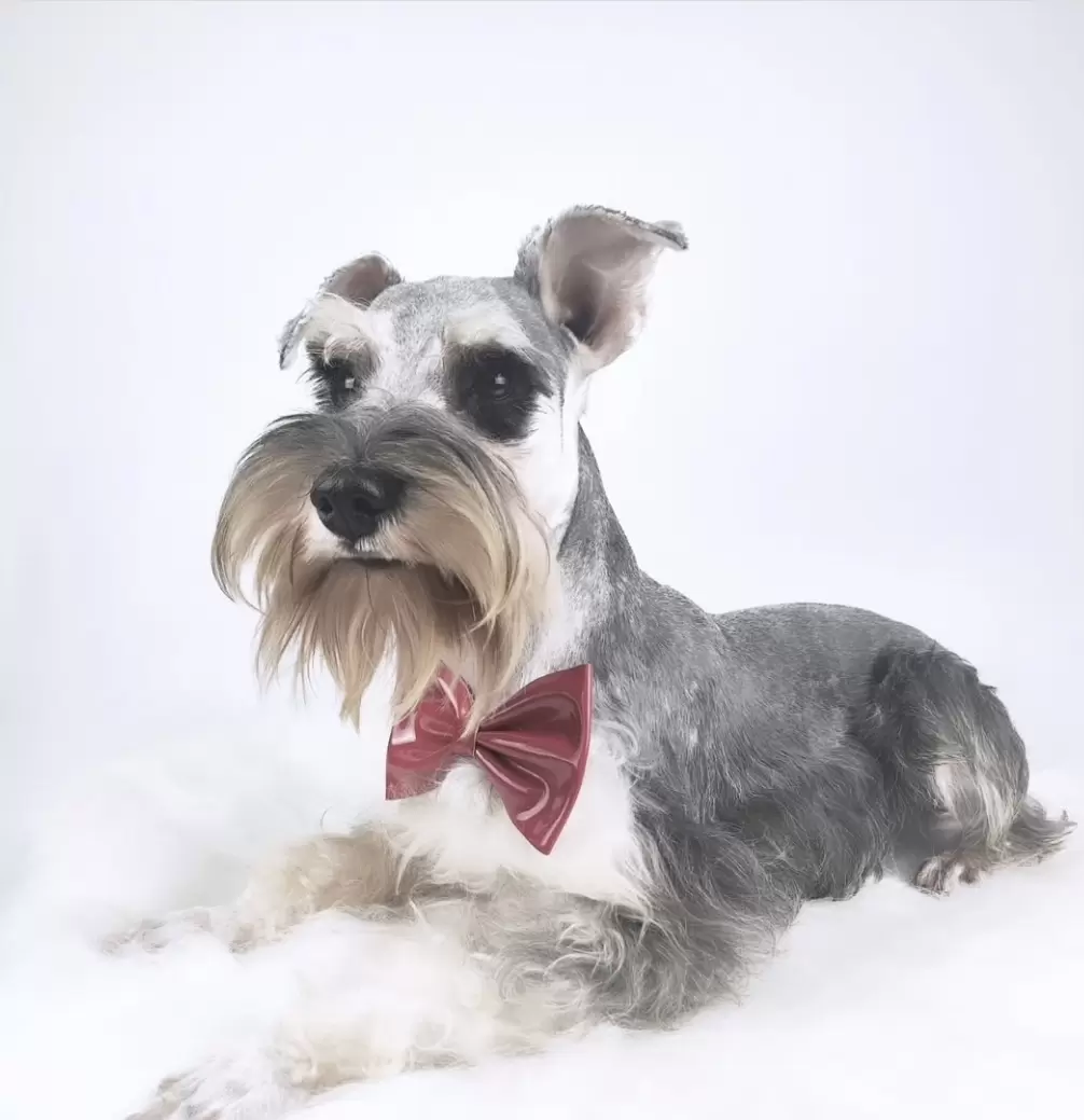 OLIVER
