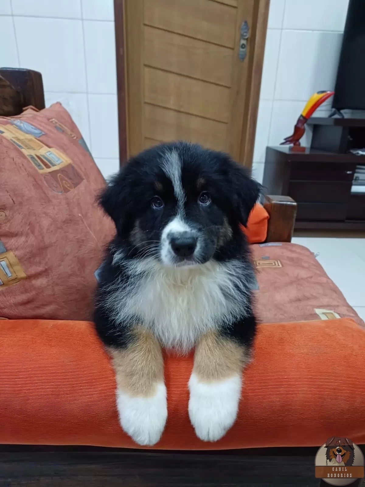 Logan