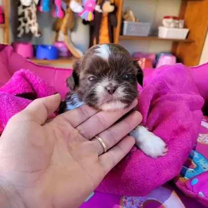 Shihtzu Fêmea