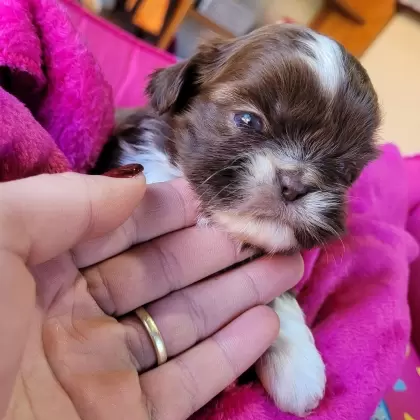 Shihtzu Fêmea