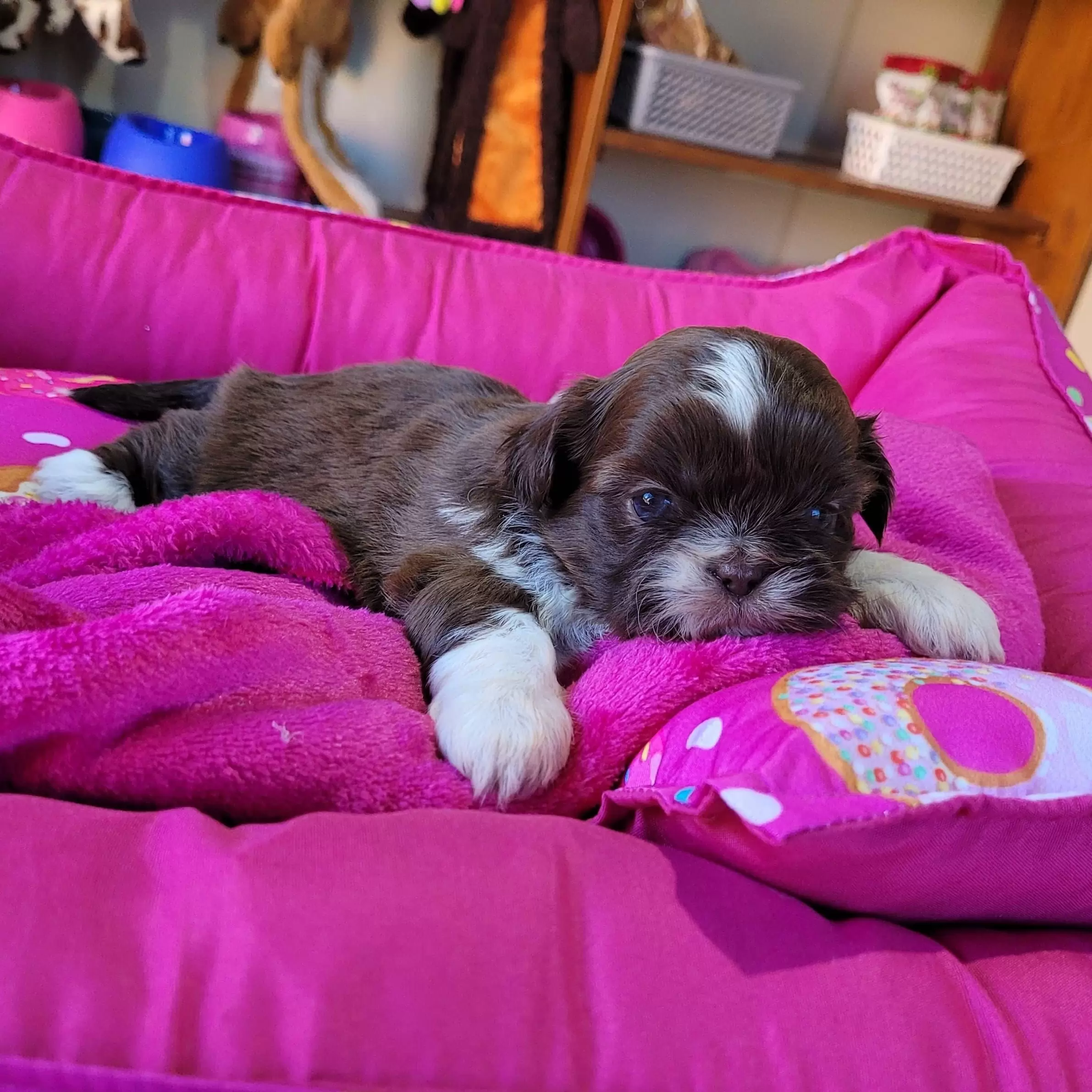Shihtzu Fêmea