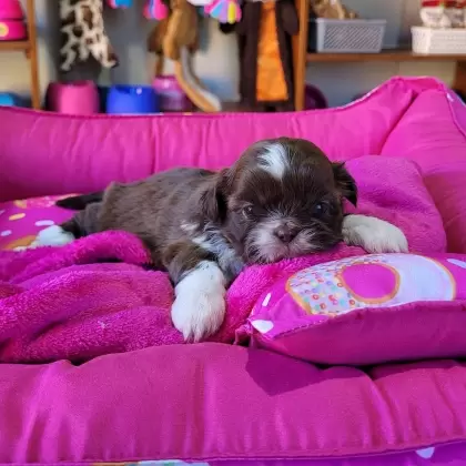 Shihtzu Fêmea