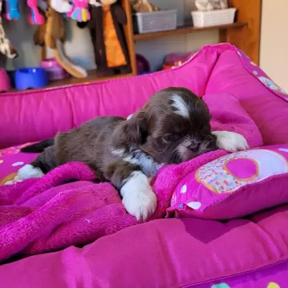 Shihtzu Fêmea