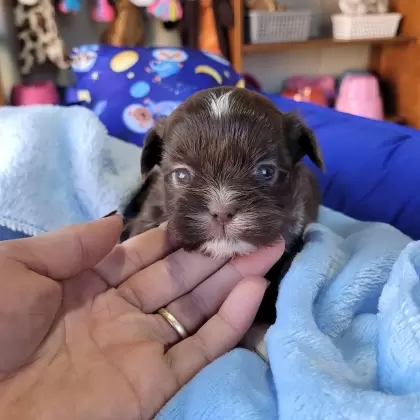 Shihtzu Macho