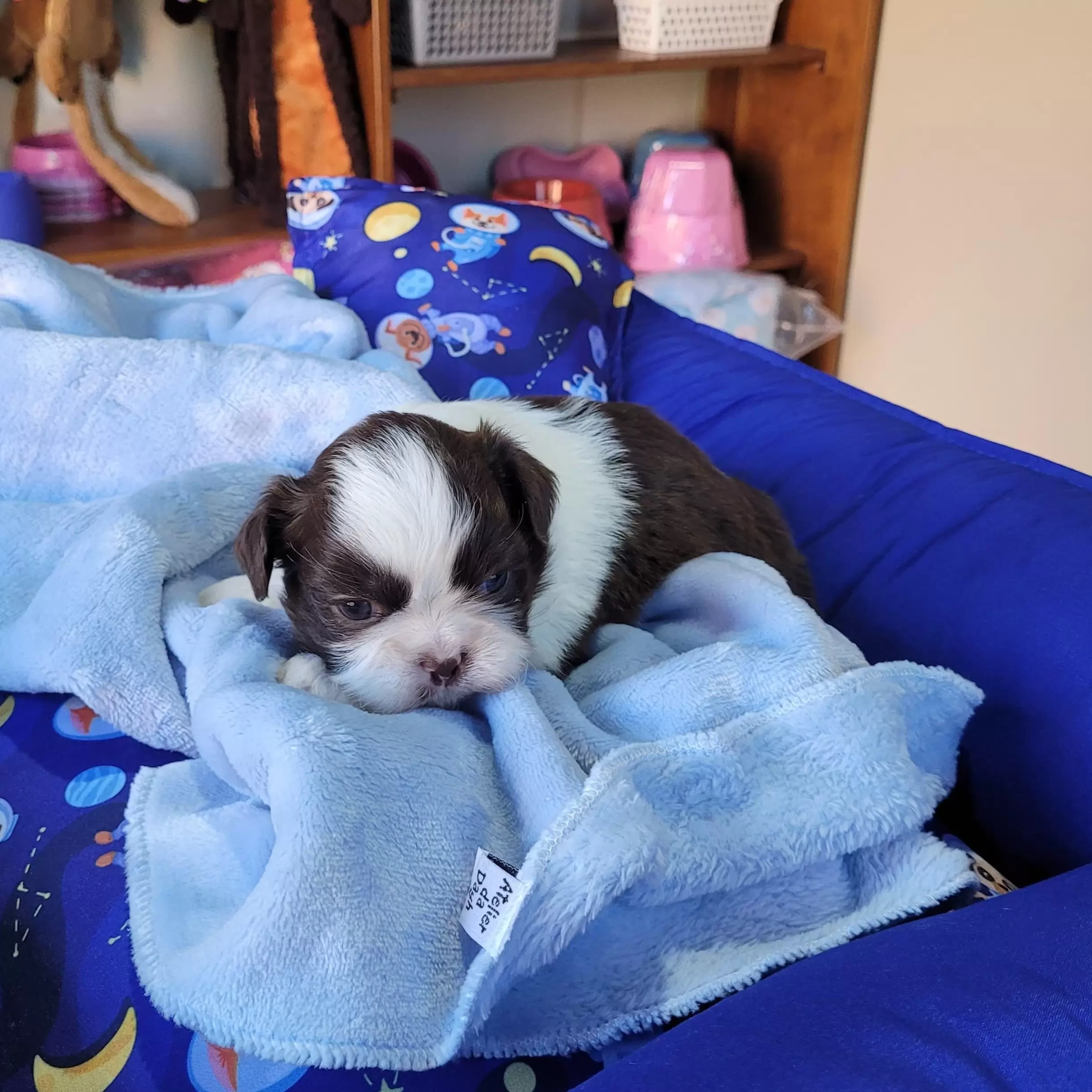 Shihtzu Macho