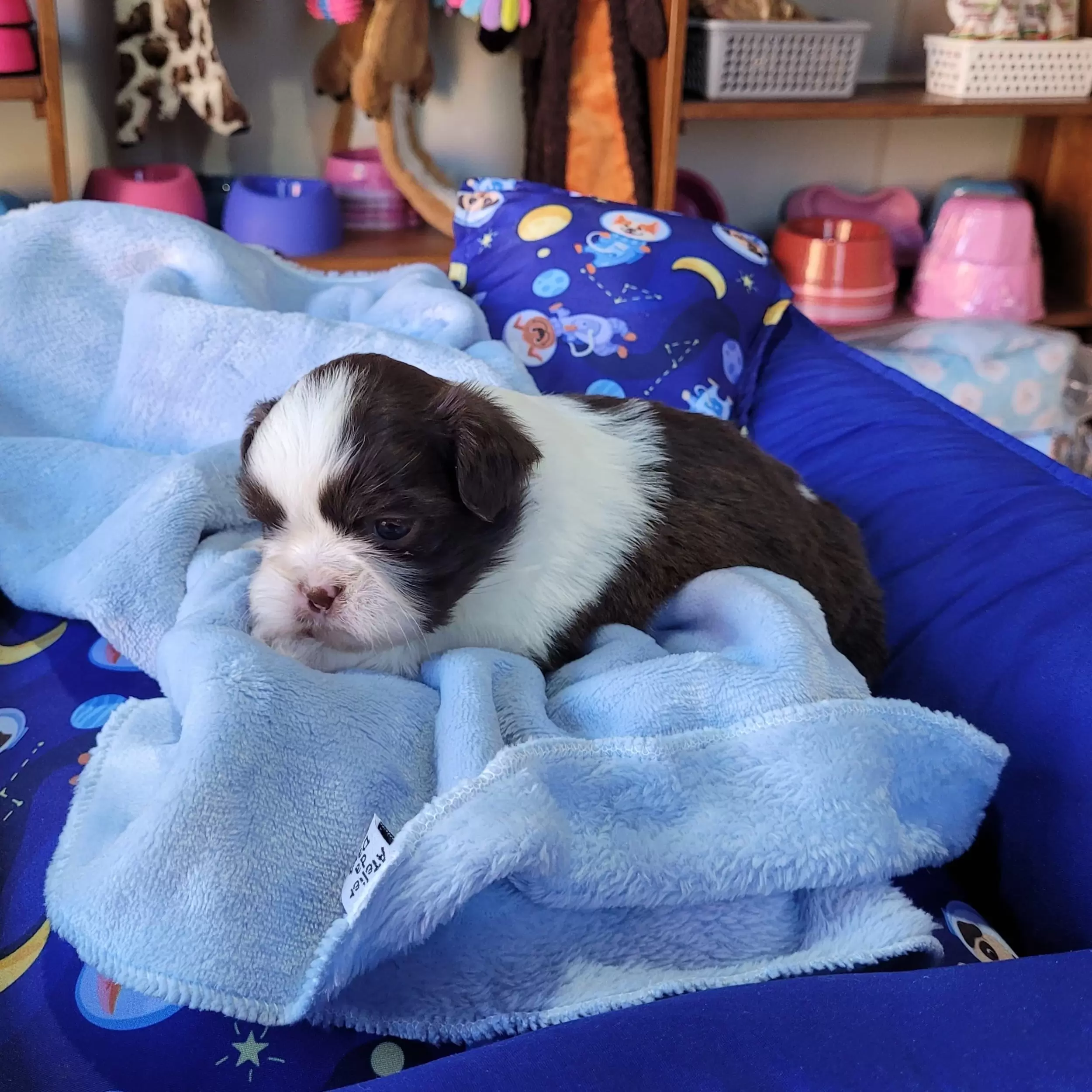 Shihtzu Macho