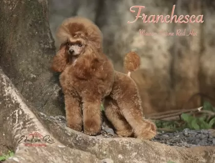 Multi GrCh FRANCHESKA