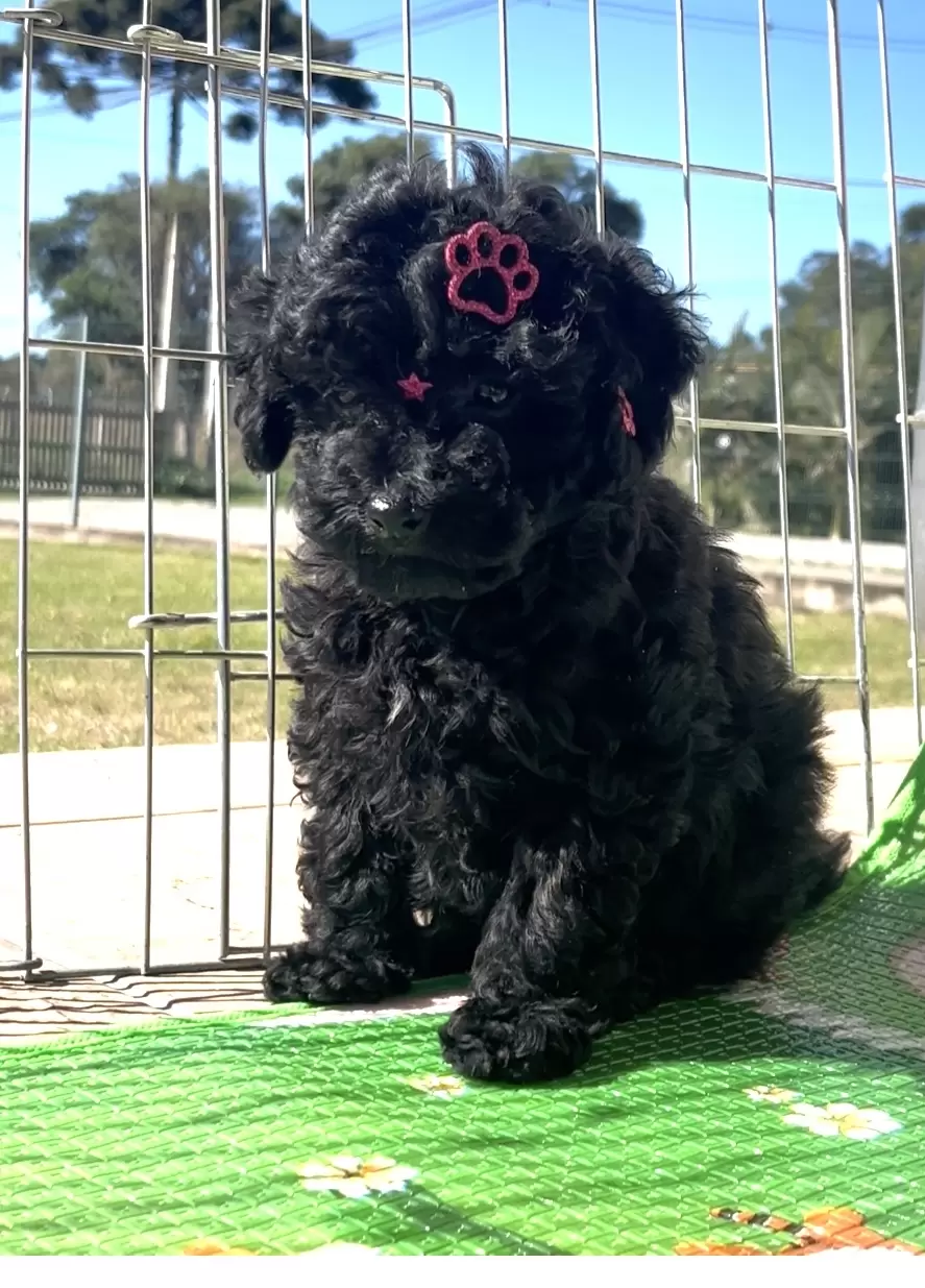 Poodle preta Nicolly 