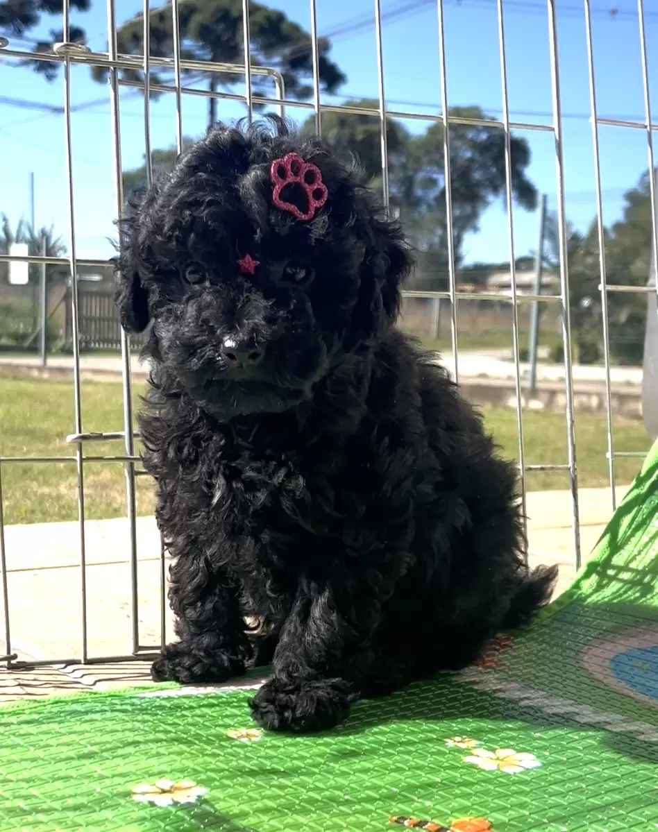 Poodle preta Nicolly 