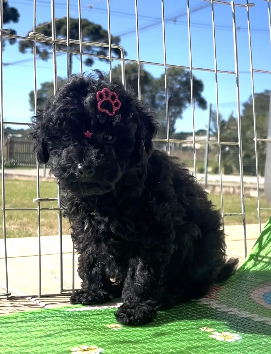 Poodle preta Nicolly 