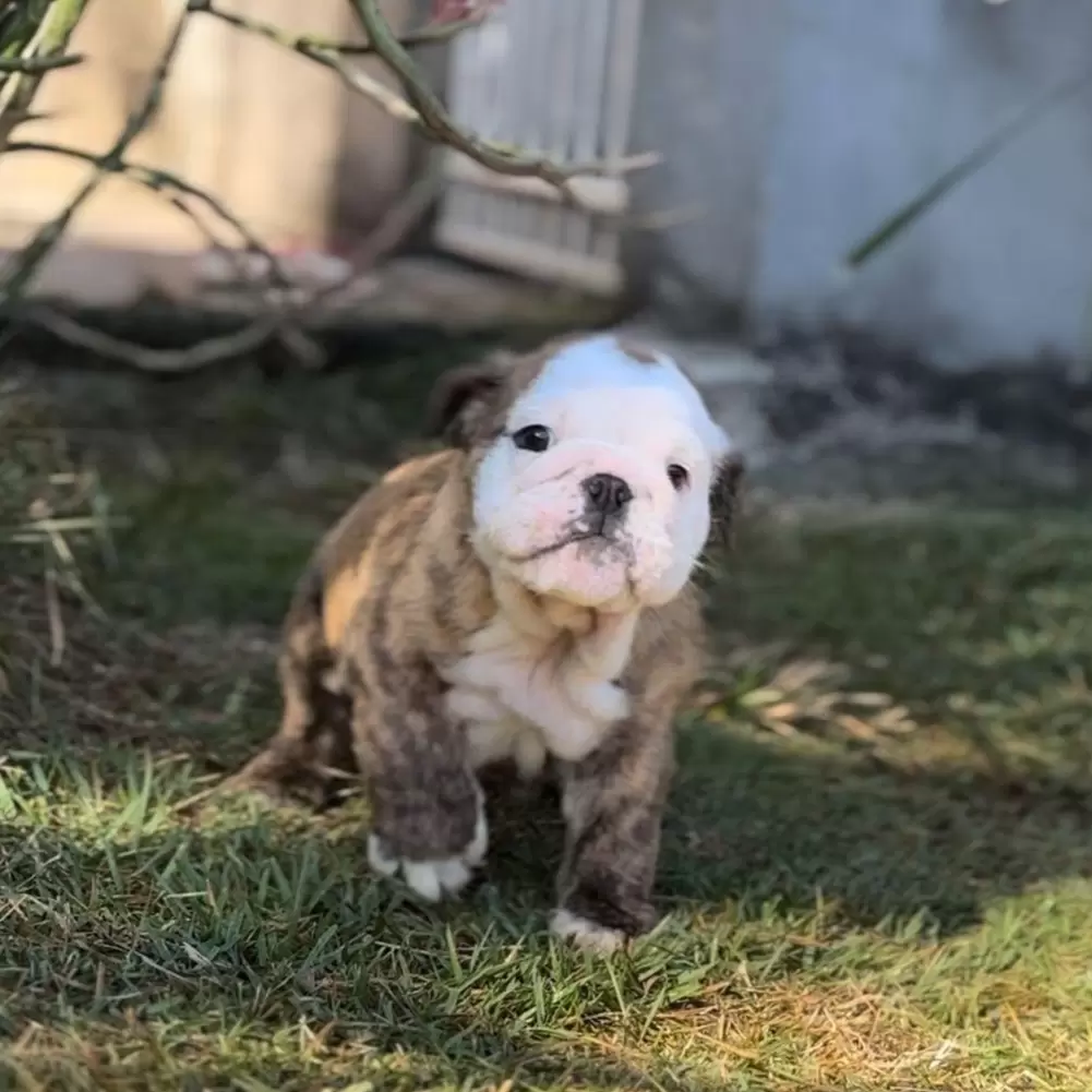 OZZY