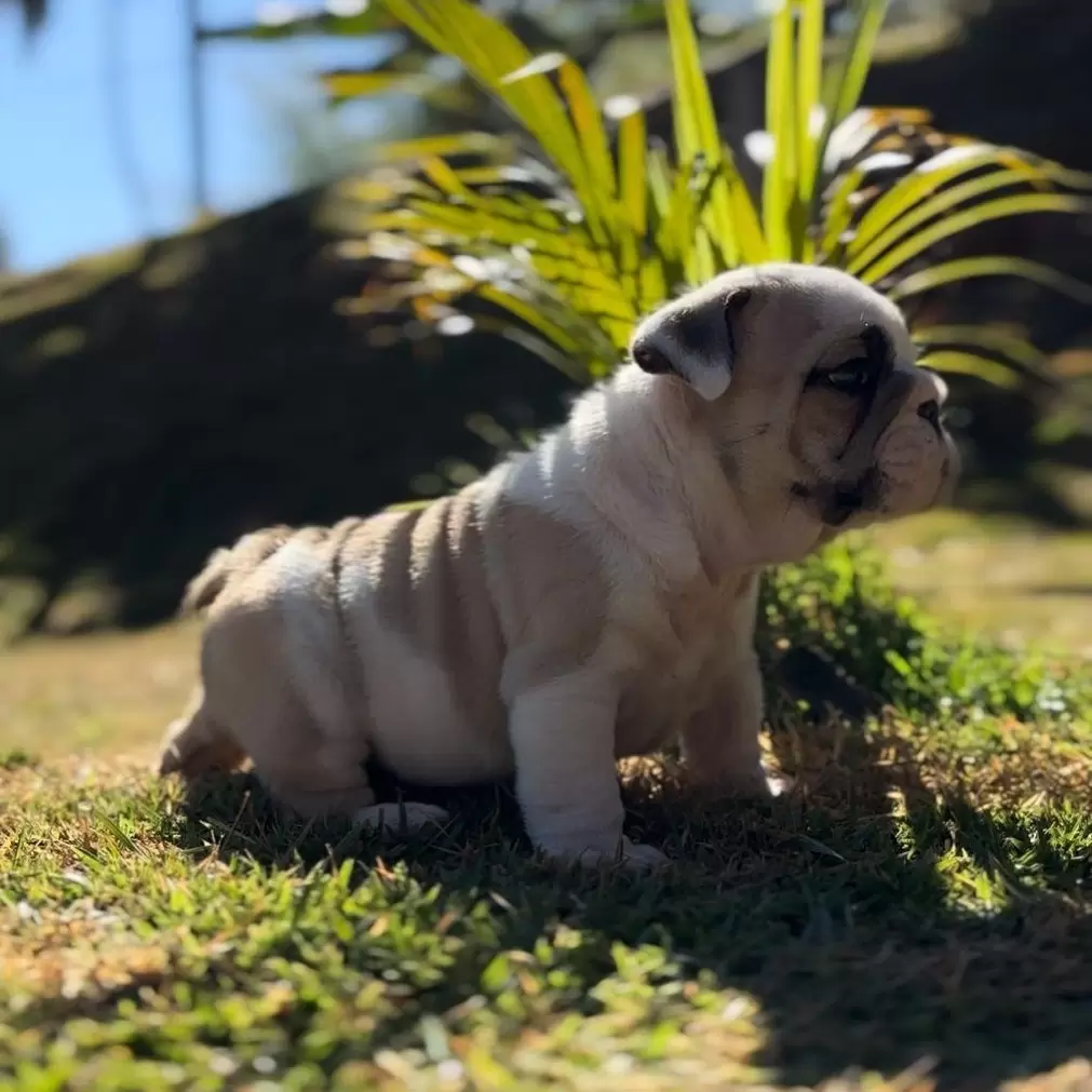 Morpheus