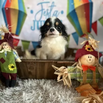 Hórus