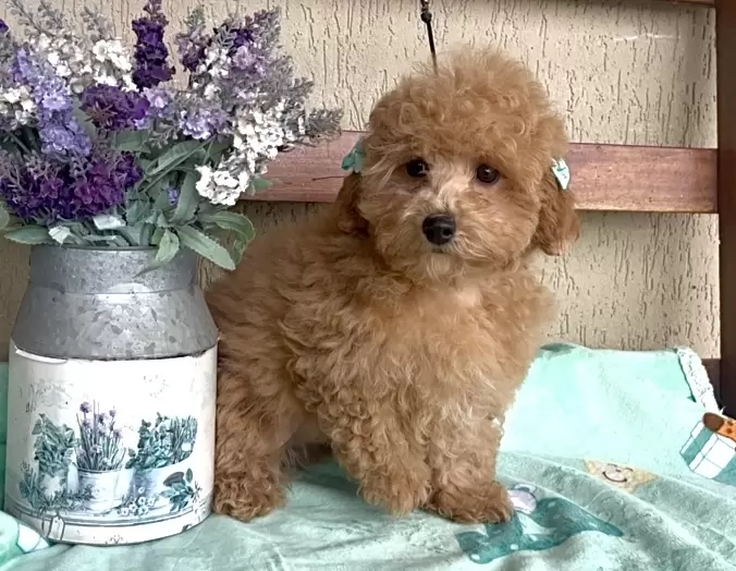 Poodle vermelho Olivia 