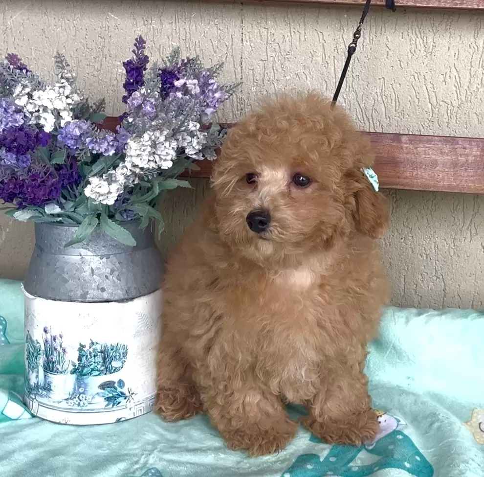 Poodle vermelho Olivia 
