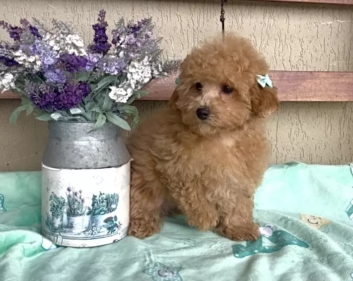 Poodle vermelho Olivia 