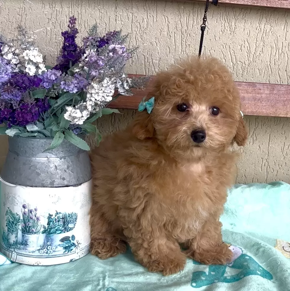 Poodle vermelho Olivia 