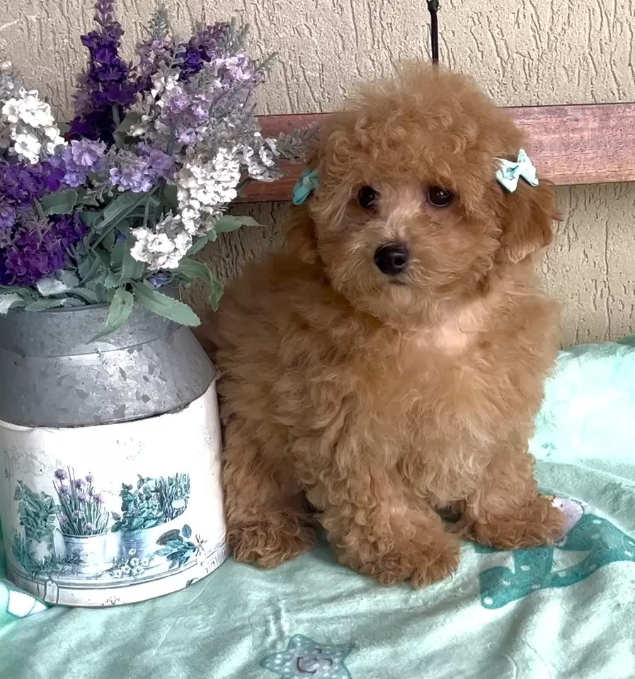 Poodle vermelho Olivia 