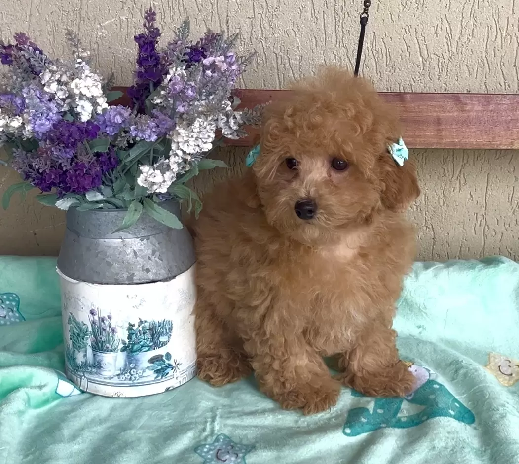 Poodle vermelho Olivia 
