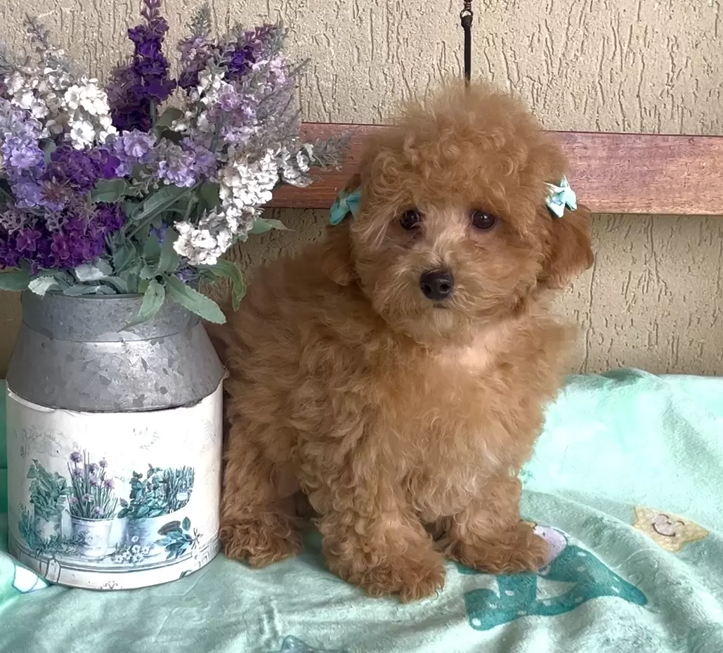Poodle vermelho Olivia 