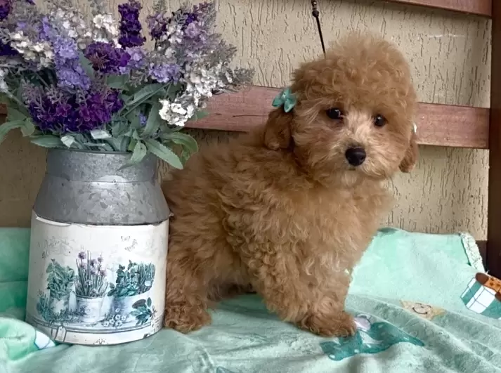 Poodle vermelho Olivia 