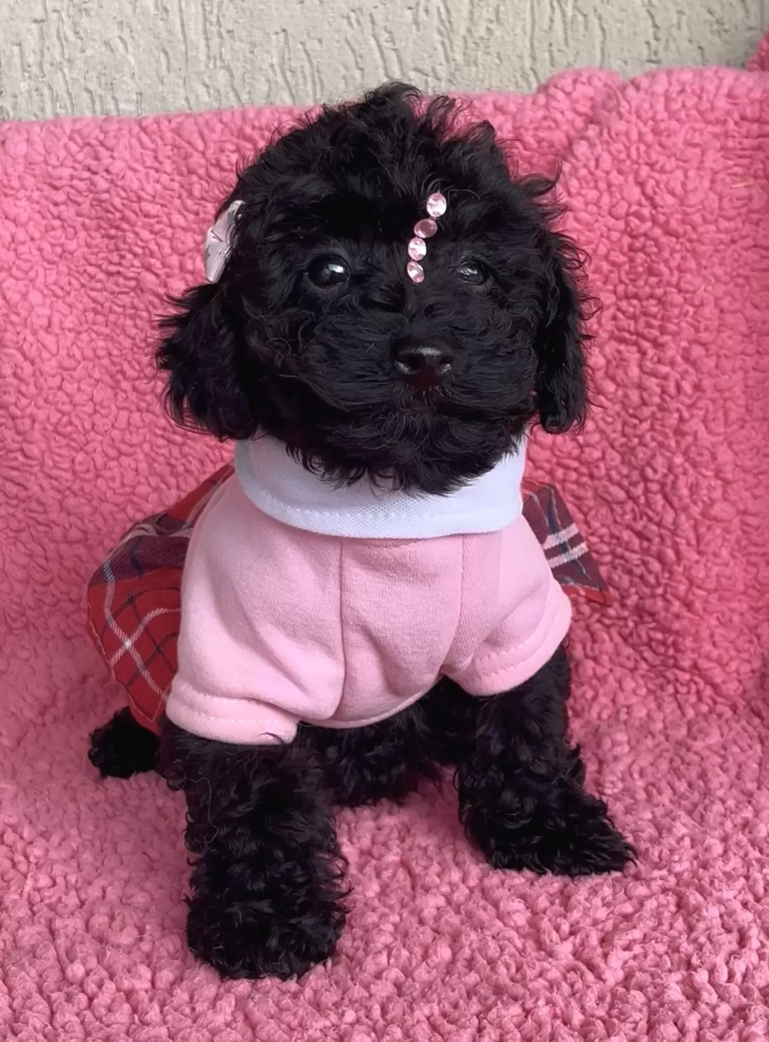 Poodle preta Nicolly 