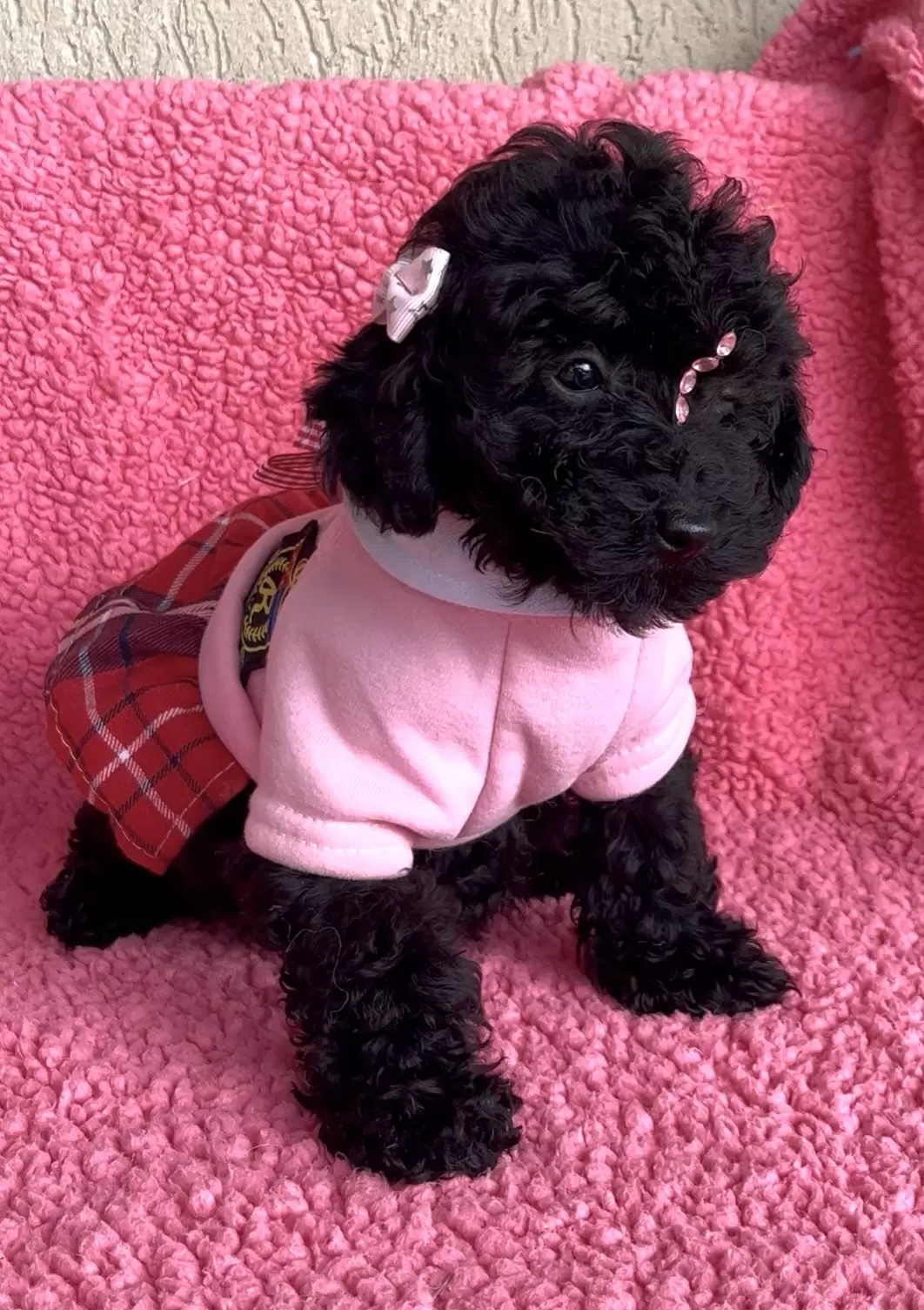 Poodle preta Nicolly 