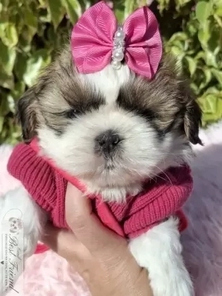 Filhote de Shih Tzu femea pelagem tricolor 