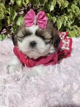 Filhote de Shih Tzu femea pelagem tricolor 
