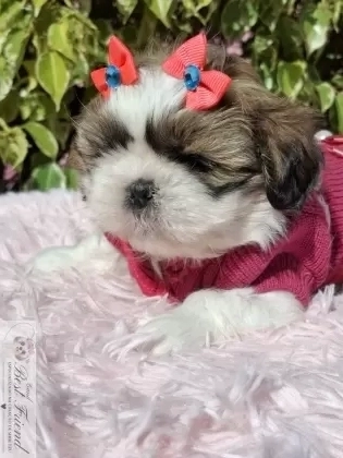 Filhote de Shih Tzu femea pelagem tricolor 