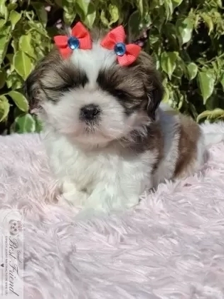 Filhote de Shih Tzu femea pelagem tricolor 
