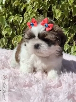 Filhote de Shih Tzu femea pelagem tricolor 