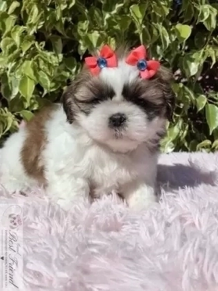 Filhote de Shih Tzu femea pelagem tricolor 