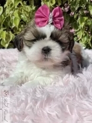 Filhote de Shih Tzu femea pelagem tricolor 