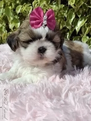 Filhote de Shih Tzu femea pelagem tricolor 