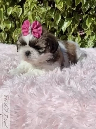 Filhote de Shih Tzu femea pelagem tricolor 