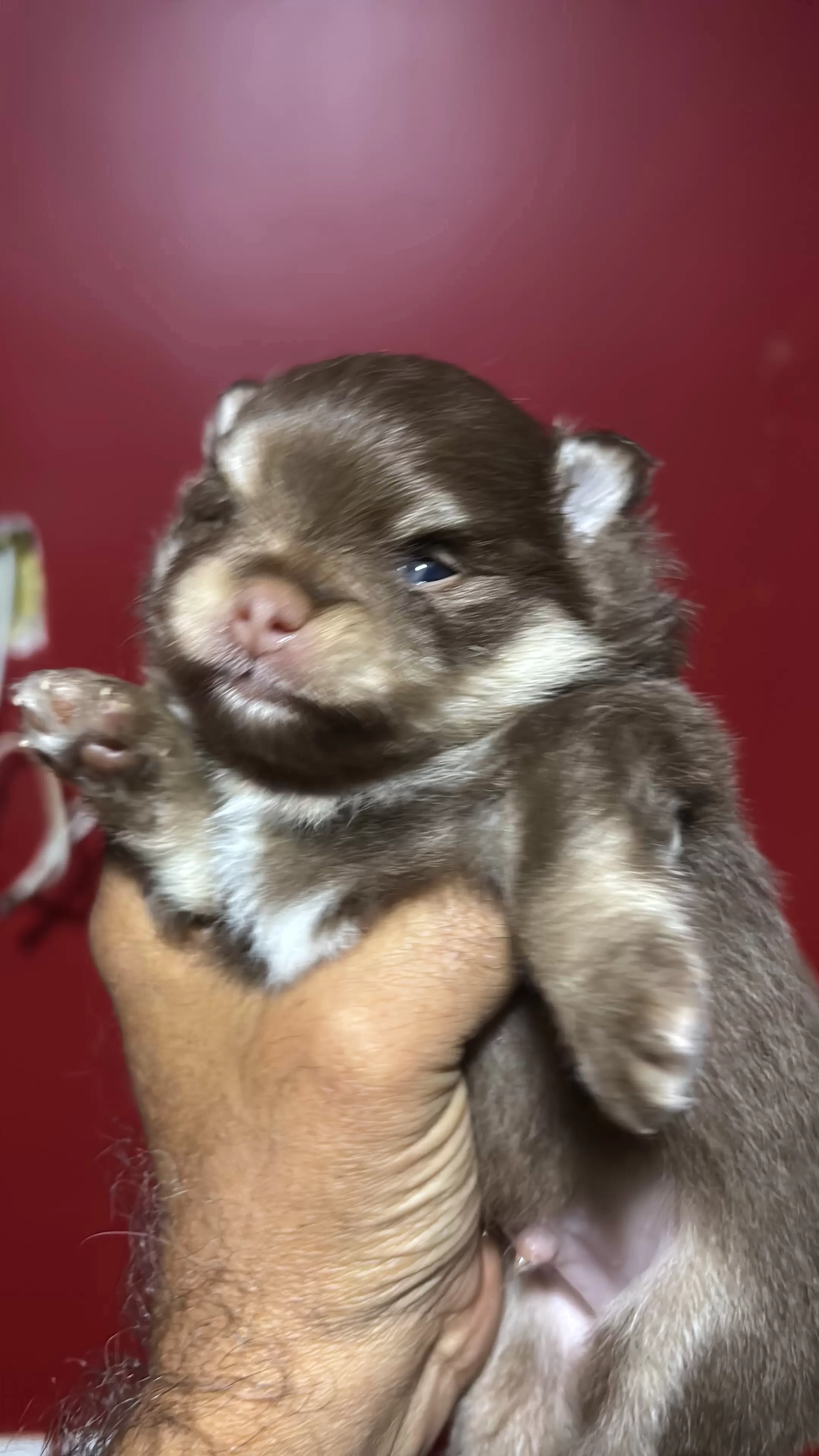 Choquito