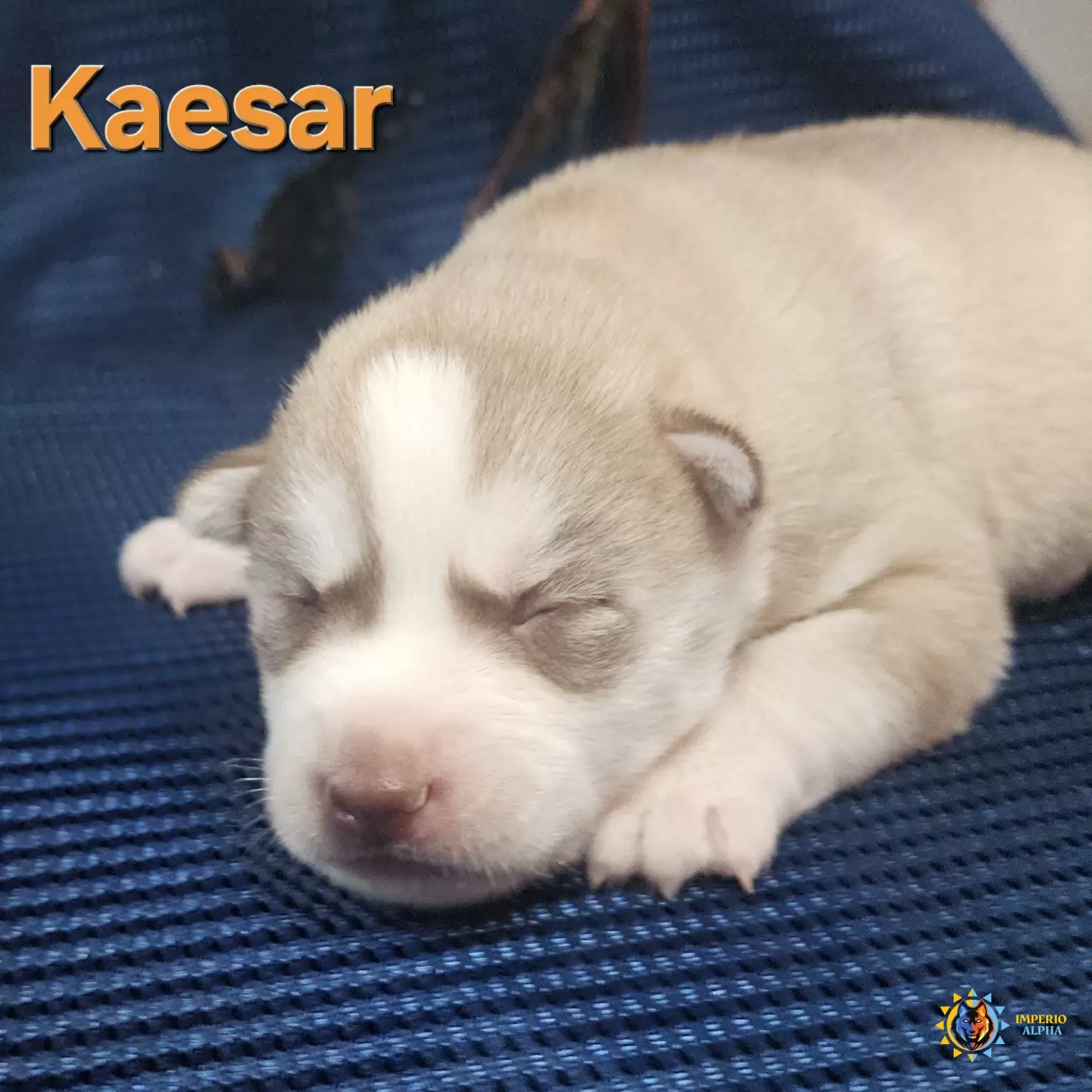 Kaesar