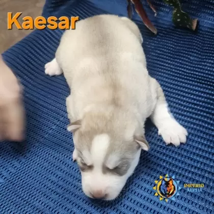 Kaesar