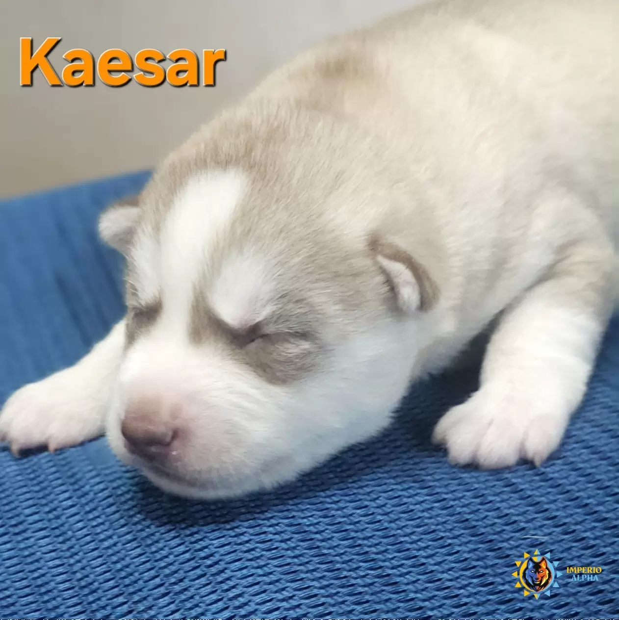 Kaesar