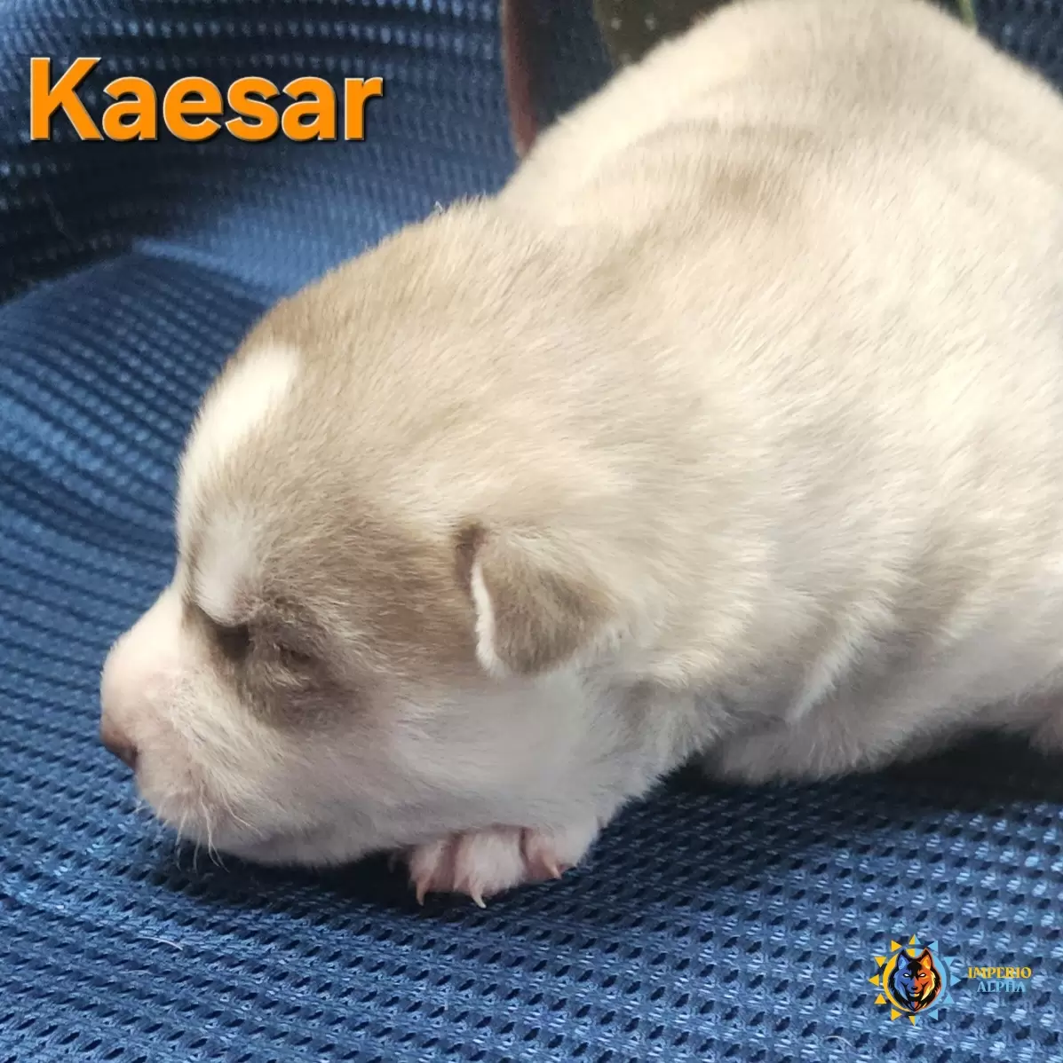 Kaesar