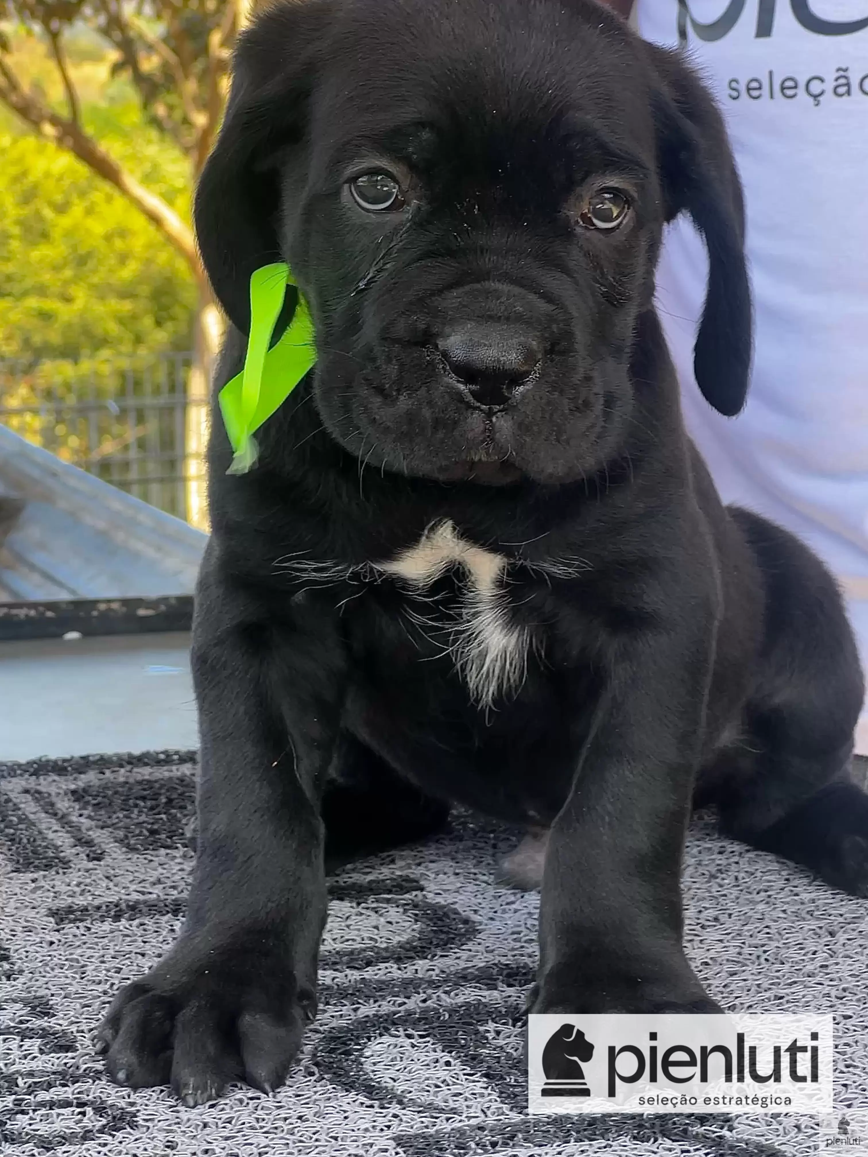 Zeus