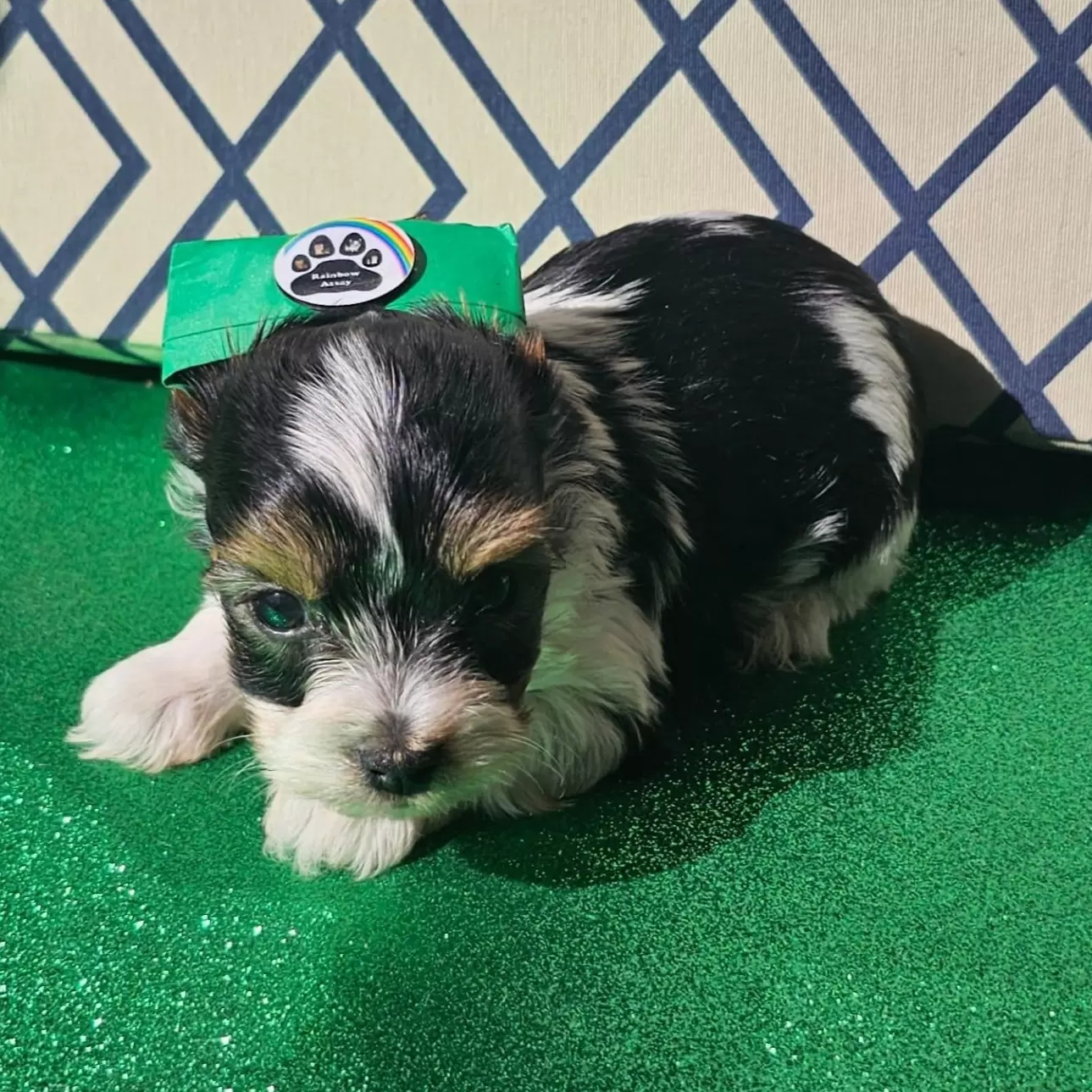 Macho 1 BIEWER TERRIER