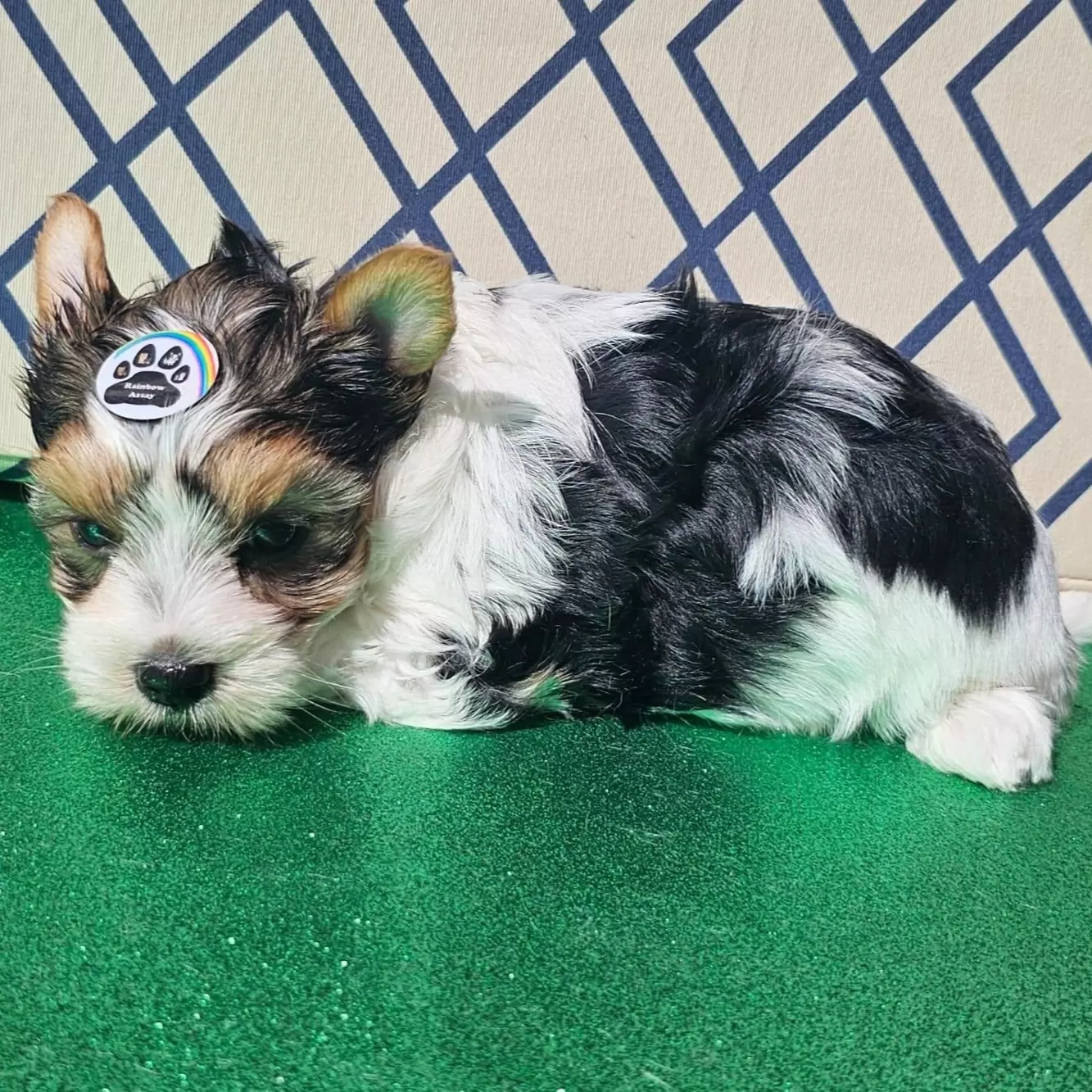 Macho 1 BIEWER TERRIER
