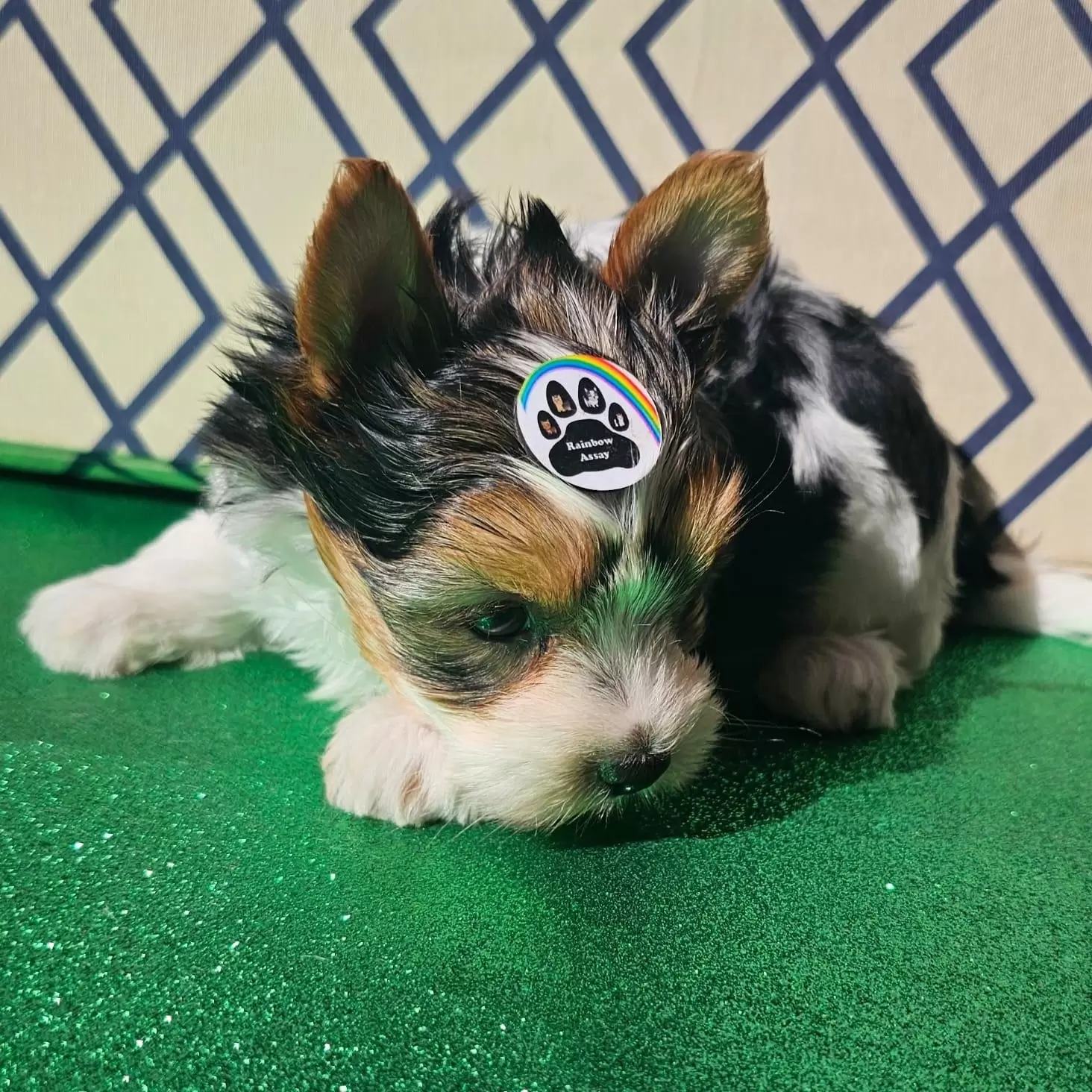 Macho 1 BIEWER TERRIER
