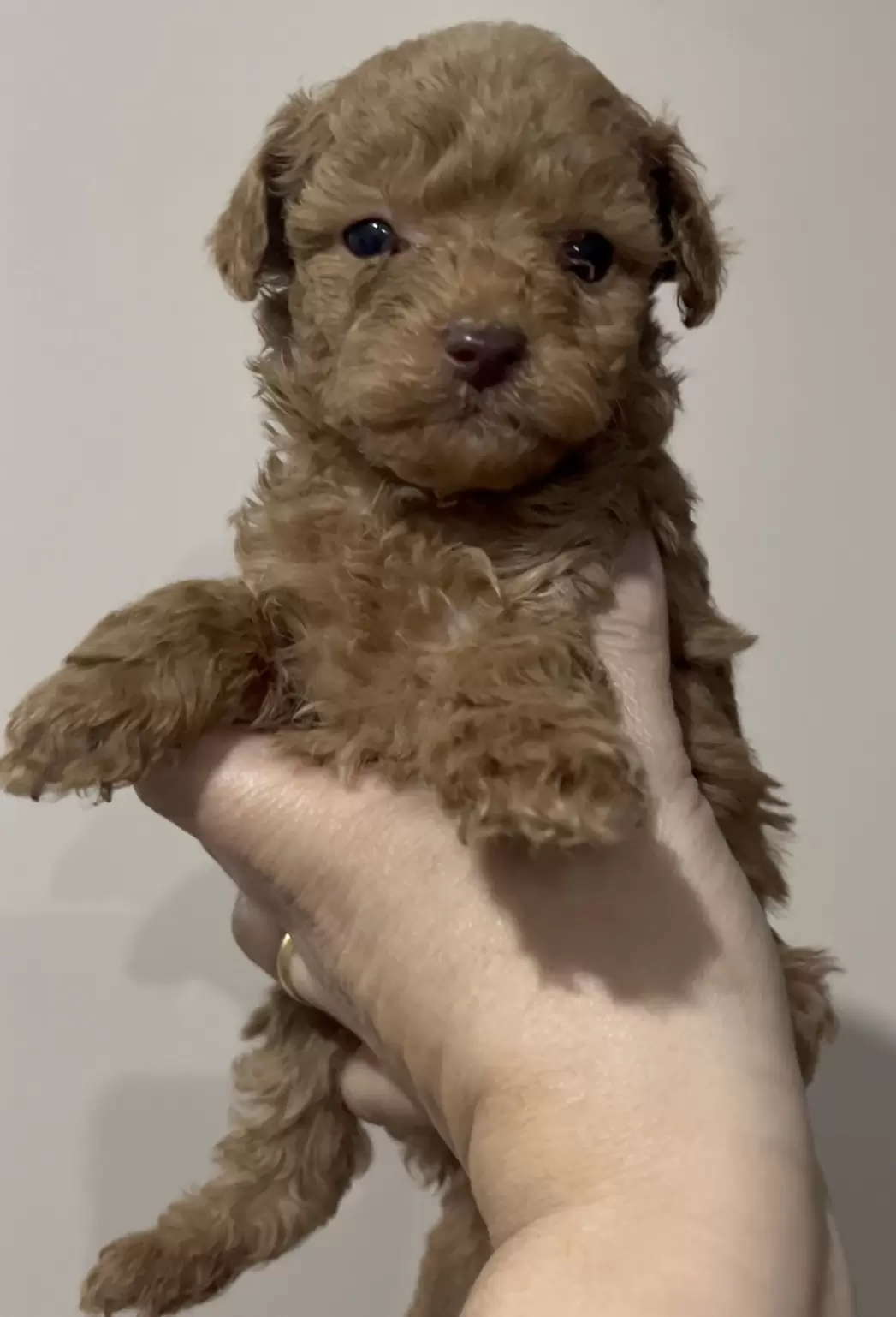 Poodle Red macho Whisky