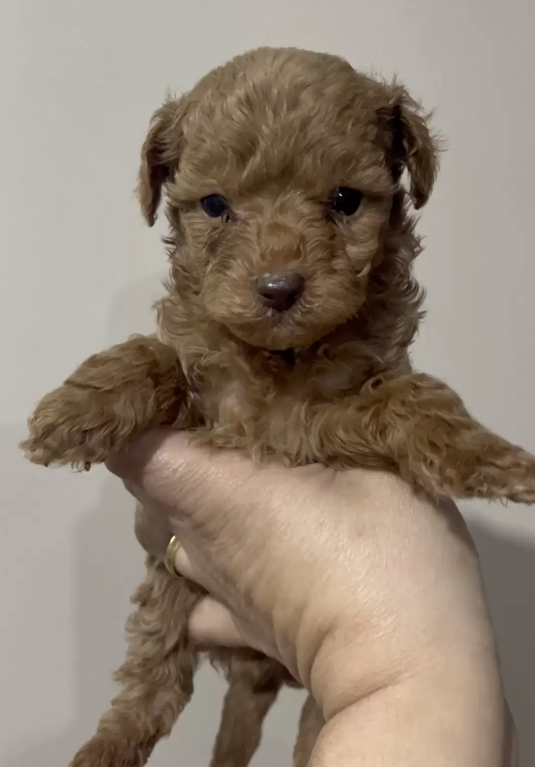 Poodle Red macho Whisky