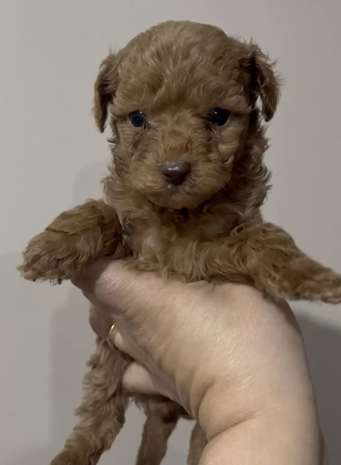 Poodle Red macho Whisky